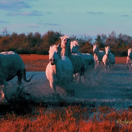 L' Arlesienne Campeggio